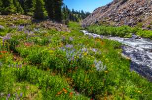Wildflowers along Fall Creek-5973.jpg Wildflowers along Fall Creek-5973.jpg
